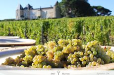 2013 harvest, 2013 vendanges, harvest, Chateau d'Yquem 2013 harvest
