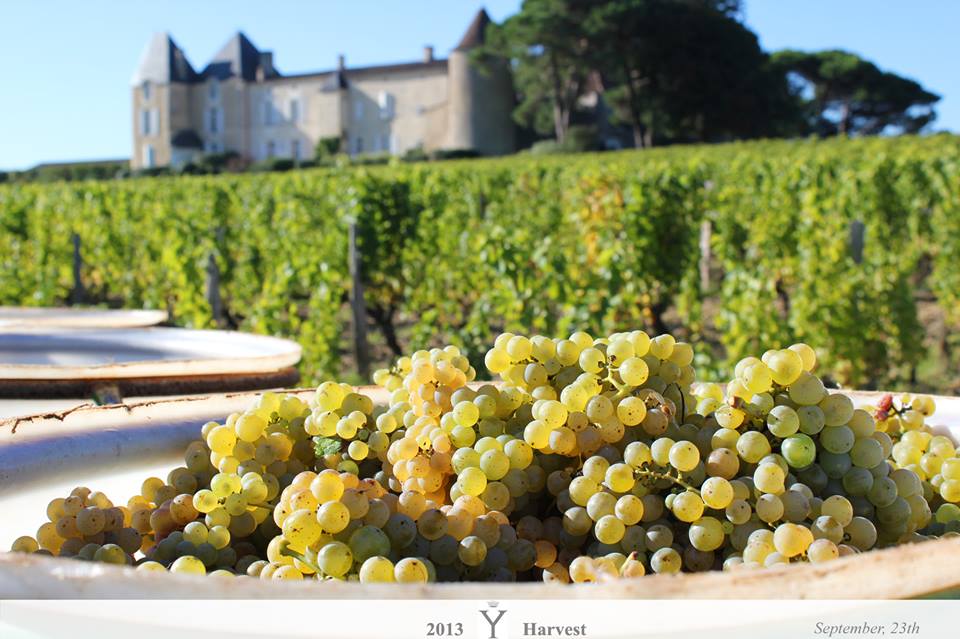 2013 harvest, 2013 vendanges, harvest, Chateau d'Yquem 2013 harvest