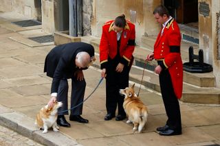 Prince Andrew petting the Queen's corgis