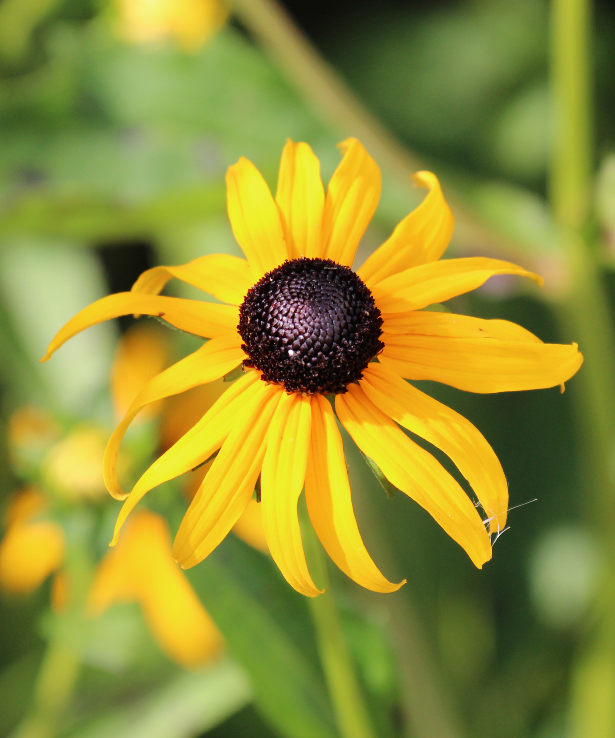 Close up of a single American Gold Rush Black-Eyed Susan flower in full bloom in a Wisconsin garden