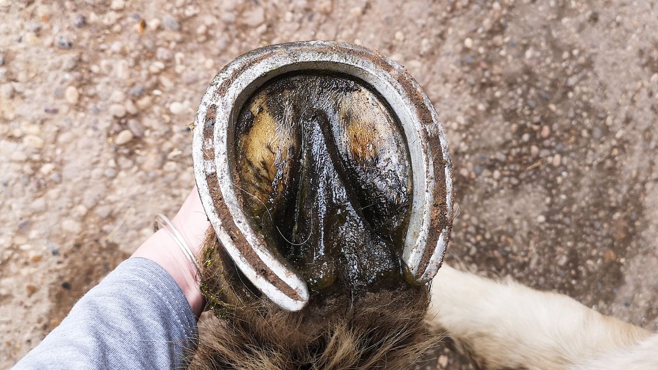 Sole with NAF Profeet Farrier Solution