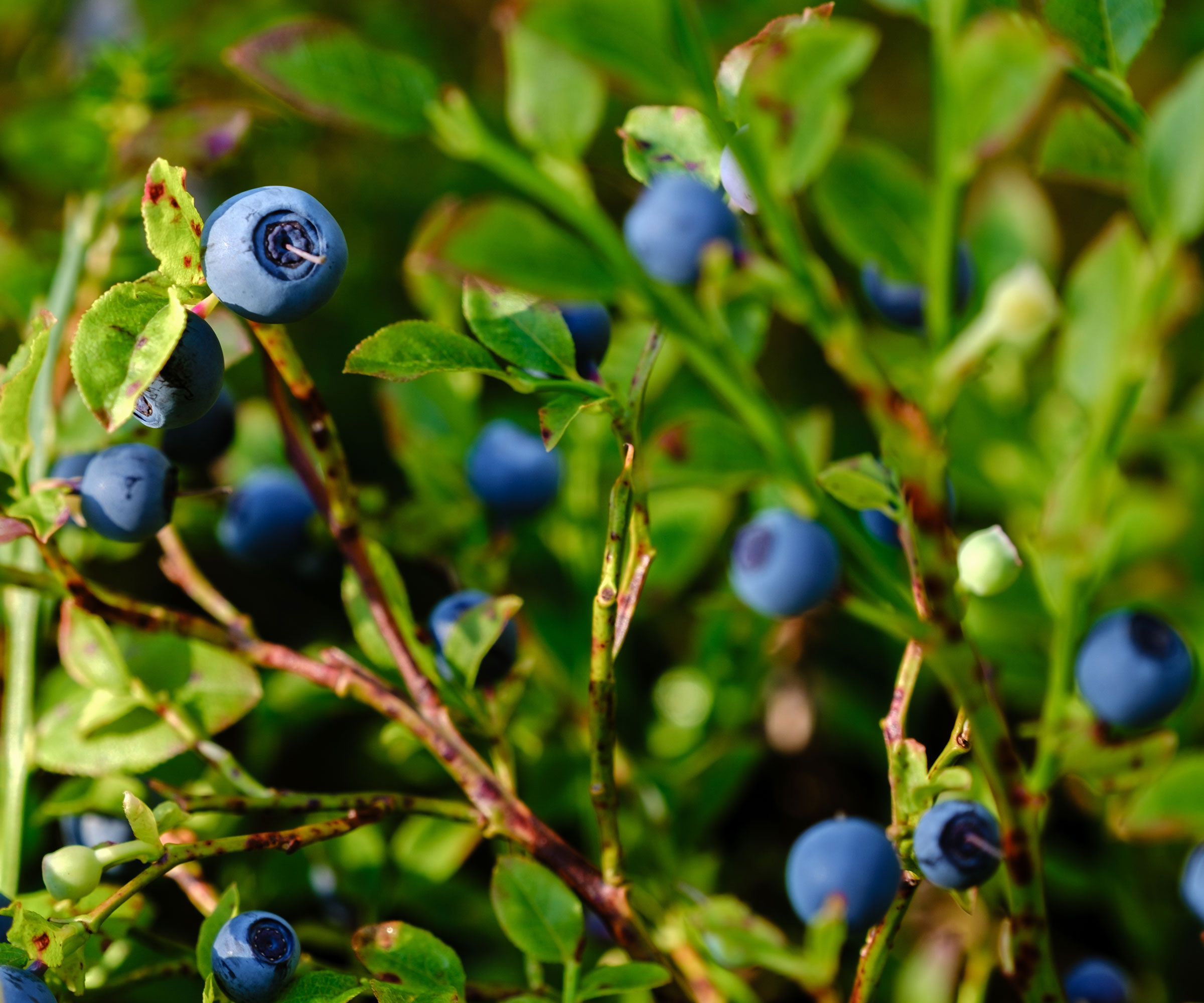tiny blueberries on plant