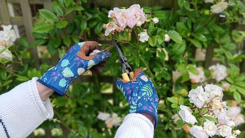 Pruning roses wearing Woheer Womne&#039;s Gardening Gloves