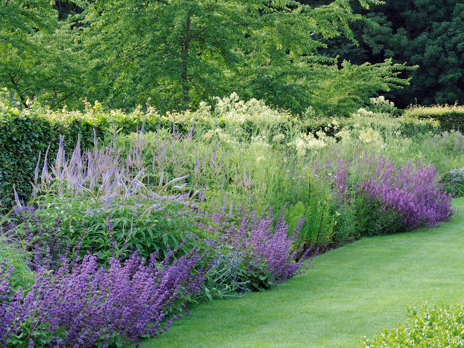 A purple border in one of the two Box Gardens (the Spring and Summer Box Garden) at Scampston which features purple salvis and veronicastrum virginicum 'Lavendelturm'