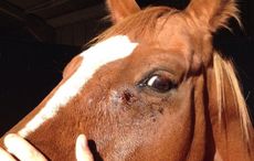 Horse shot in face