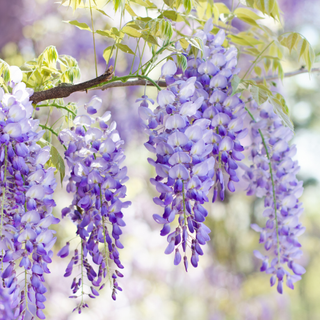 Close up of wisteria flowers blooming in spring