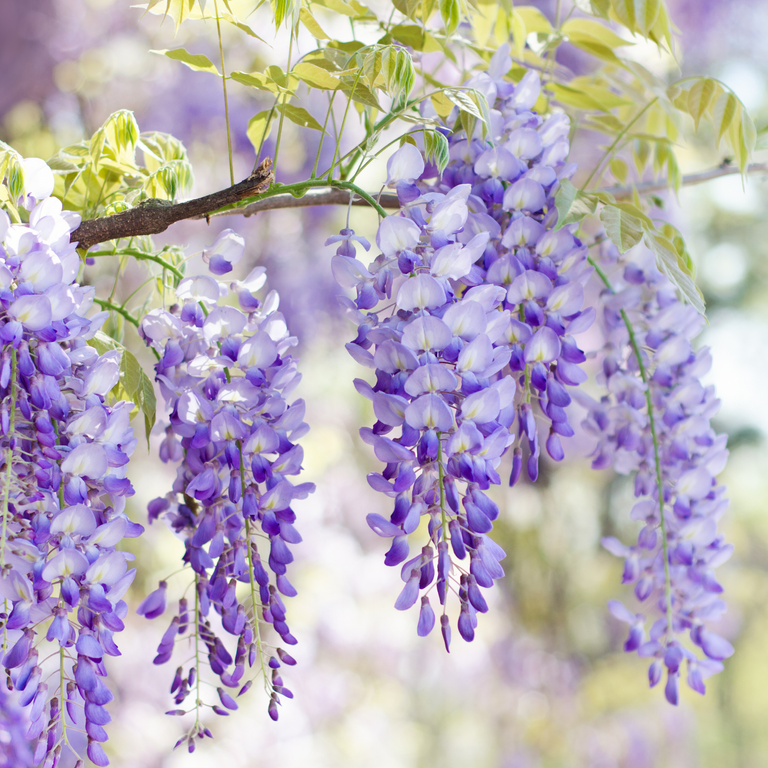 How To Train Wisteria On Walls Pergolas And Garden Arches Ideal Home