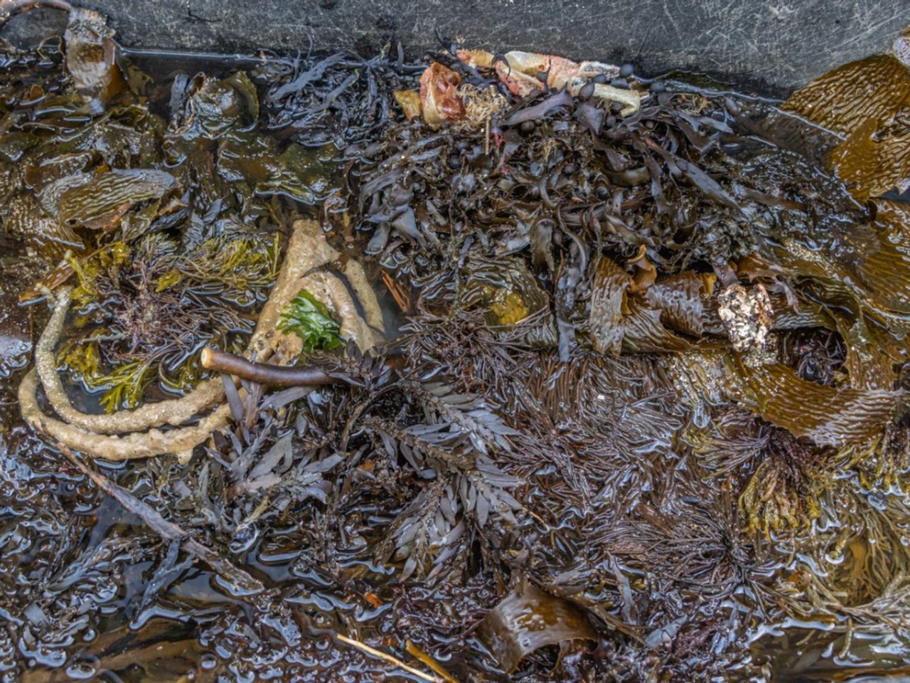 Seaweed In A Compost Pile