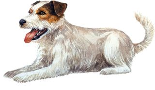 Parson Russell terrier