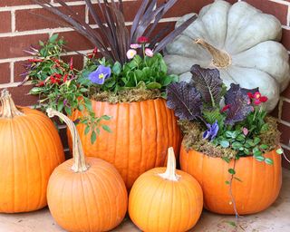 A display of live pumpkins and carved pumpkin planters on a porch