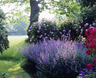a vast outdoor garden full of colorful flowers including lavender and roses