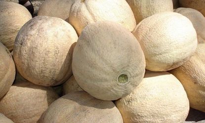 Cantaloupe from a Colorado farm has caused an outbreak of listeria across multiple states.