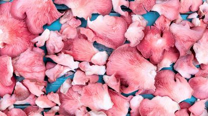 mushroom growing mistakes: pink oysters at harvest grown successfully