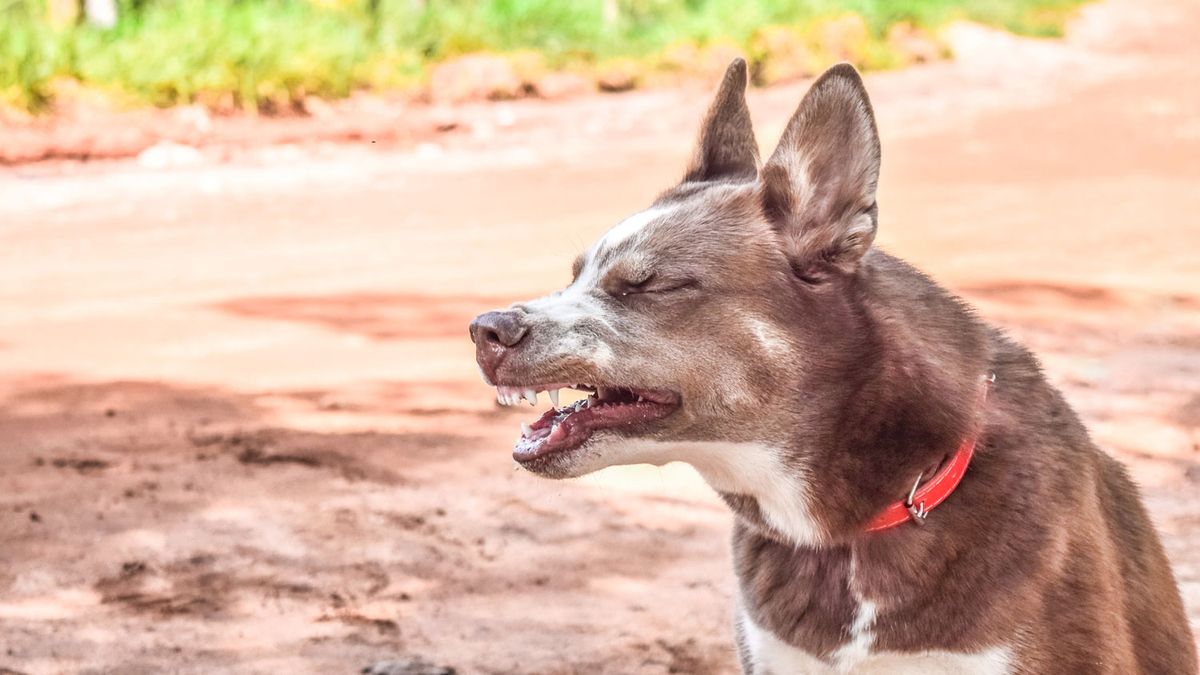 Dog sneezing Vet's guide to causes and when to be concerned PetsRadar