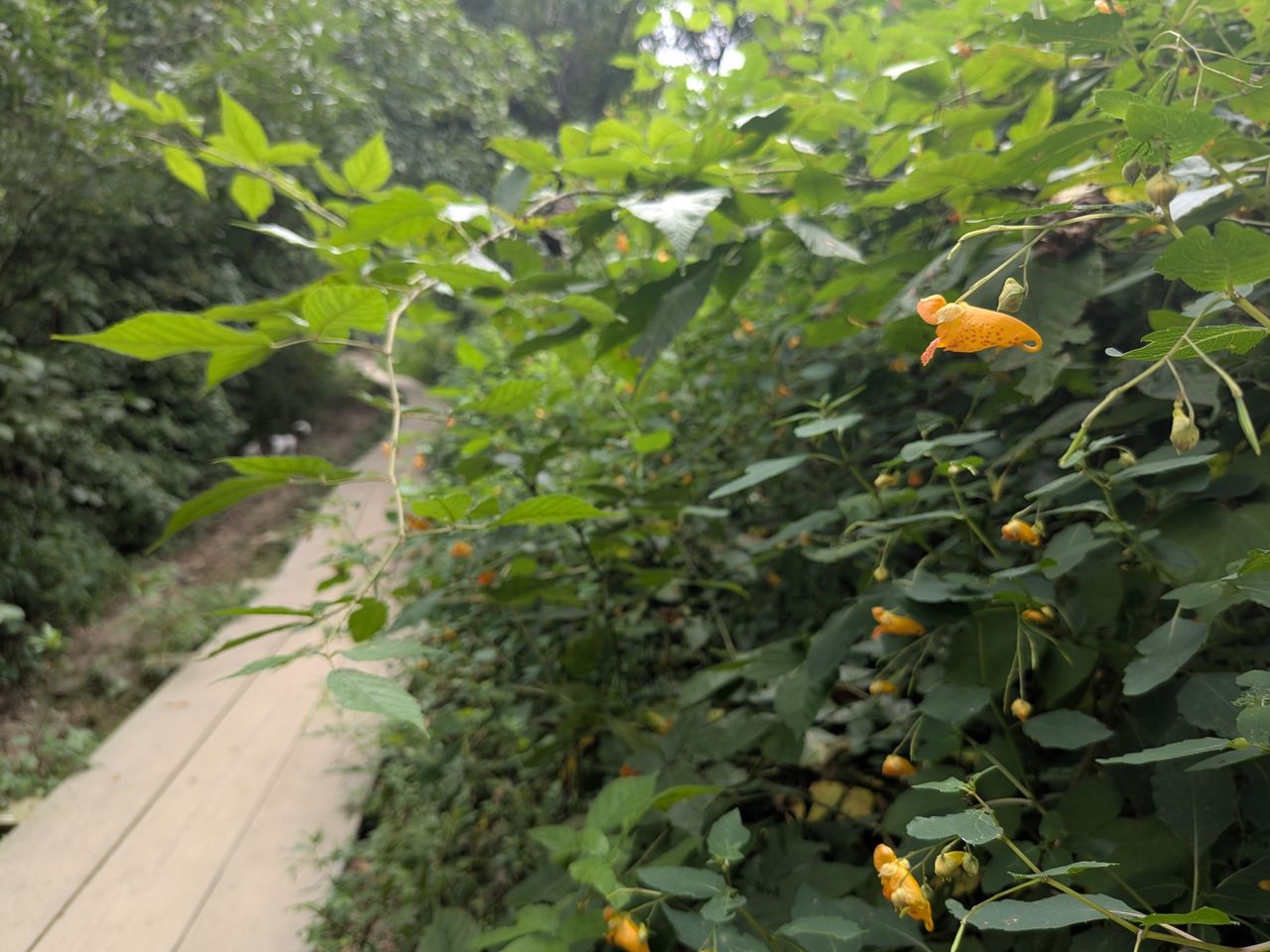 Google Pixel 9 Pro Fold camera image samples