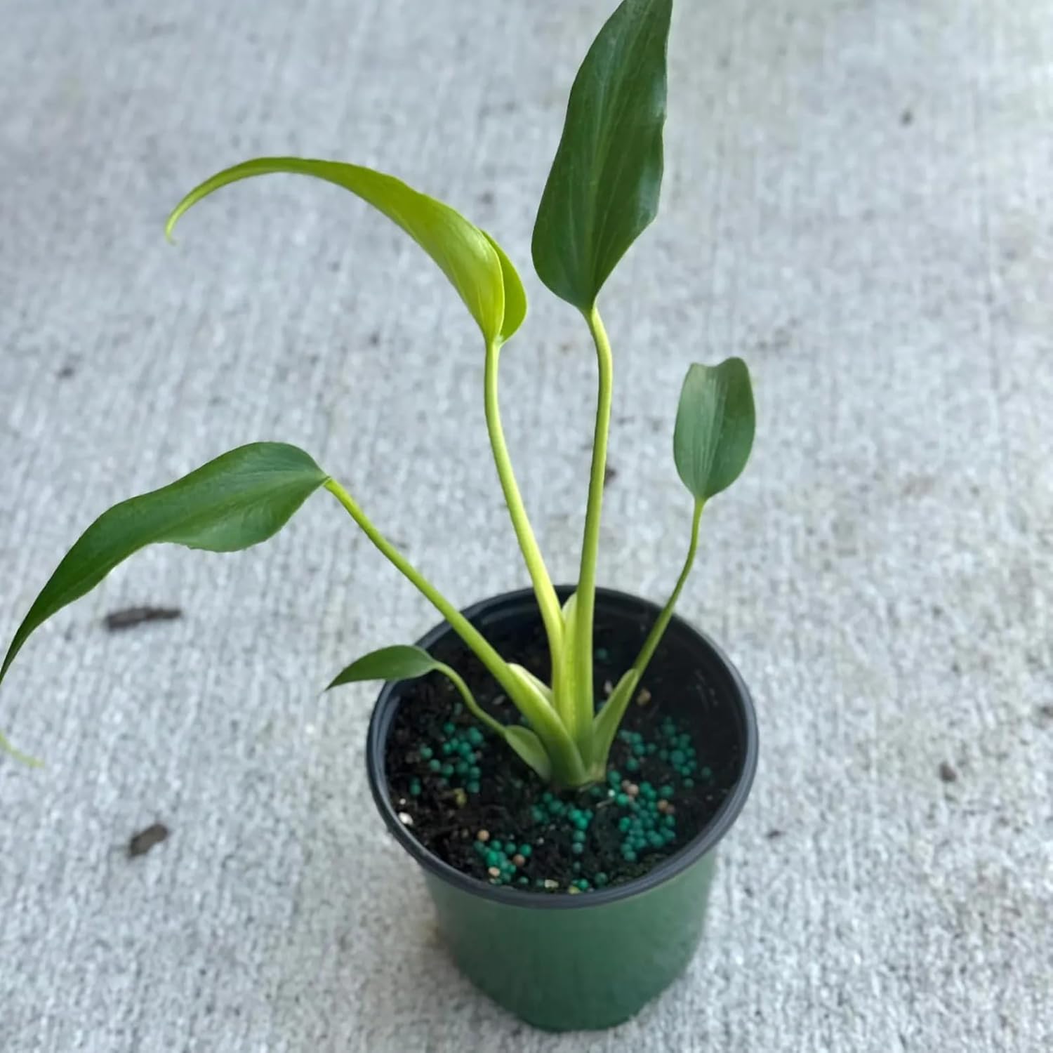 Monstera Burle Marx Flame Live Plant &amp;ndash; Rare Flame Monstera With Split Leaves &amp;ndash; Indoor &amp;amp; Outdoor Houseplants &amp;ndash; Unique Tropical Plant Gifts (heat Pack Included)