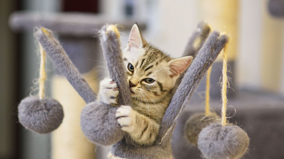 32 best pet accessories you can't do without PetsRadar