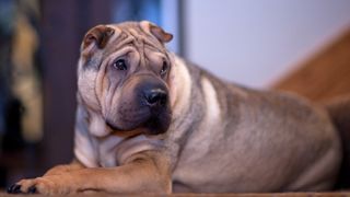 Shar pei dog