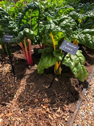 colorful chard at RHS No Dig Allotment designed by Charles Dowding and Stephanie Hafferty at Hampton Court Garden Festival 2021
