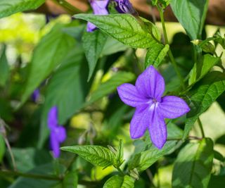 Bush violet in bloom with purple flowers