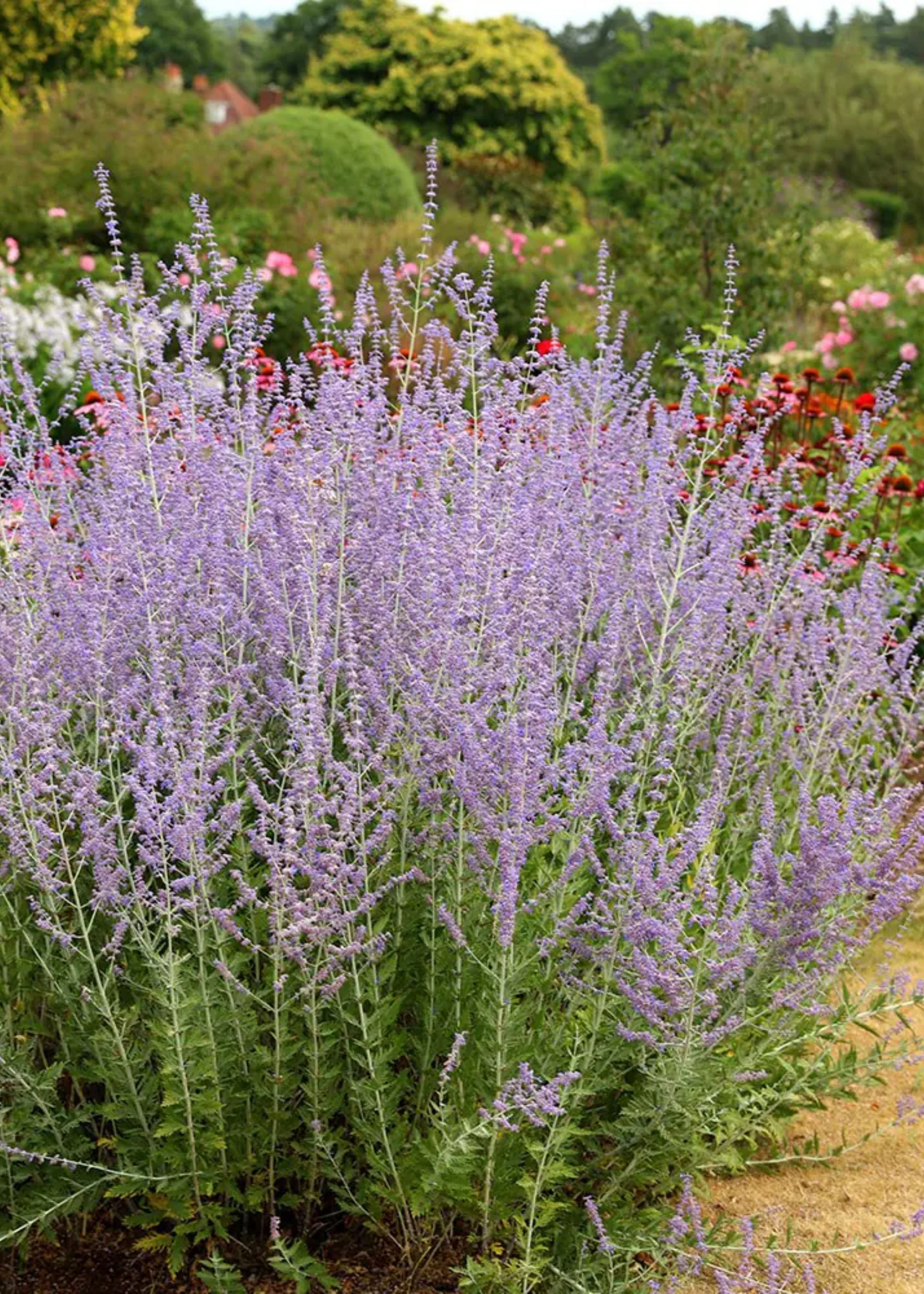 A close shot of Russian sage from Crocus