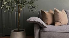 A grey sofa from Koala with brown cushions on, next to a large olive tree in a cream pot. 