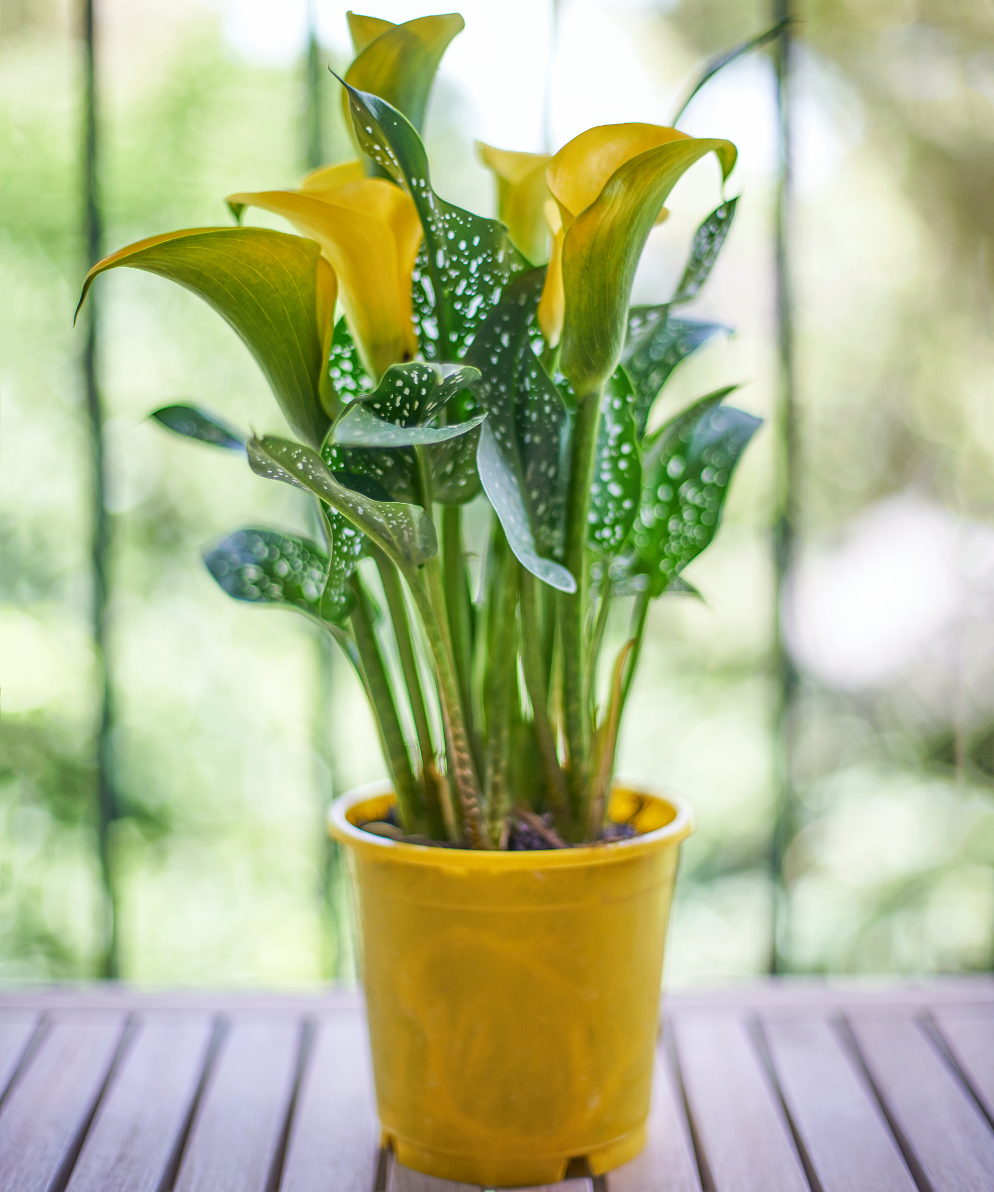 potted calla lily on patio
