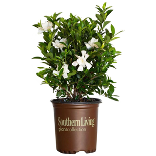 A jubilation gardenia plant in a starter planter