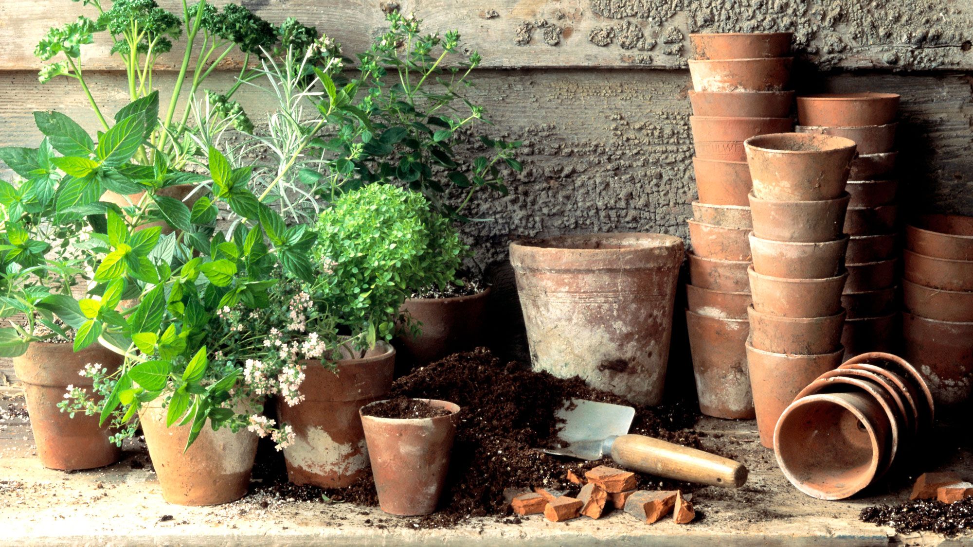 Topdressing Plants | Fresh Container Soil Without Repotting | Gardening ...