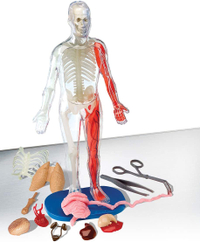 Squishy Human Body Anatomy Kit: $24.99 at Target