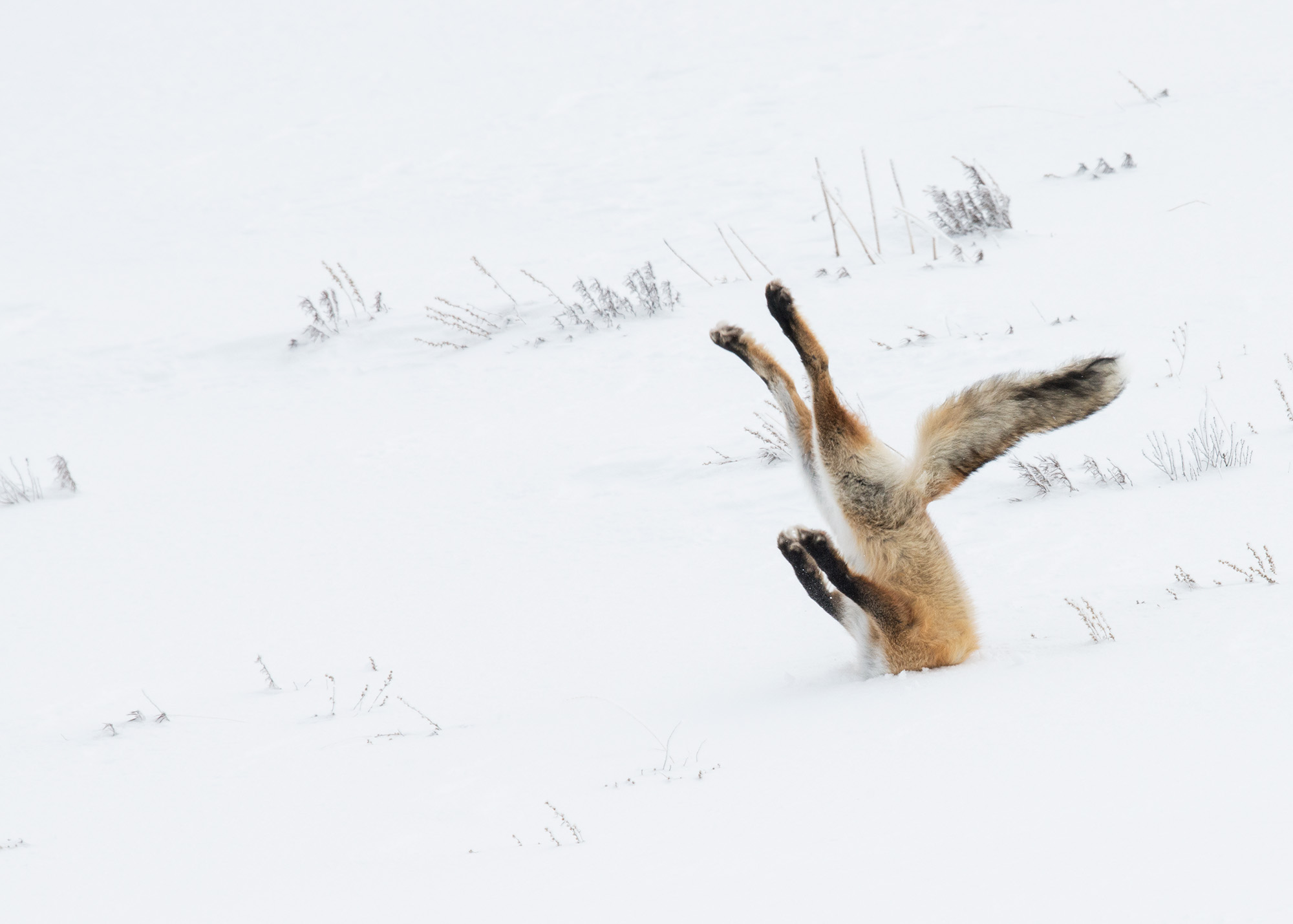 Fox diving into snow 