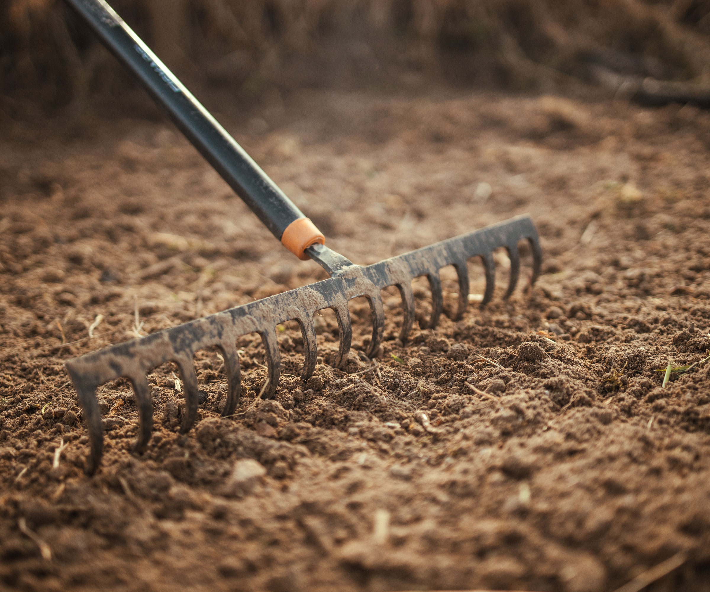 raking garden soil with long rake to determine tilth