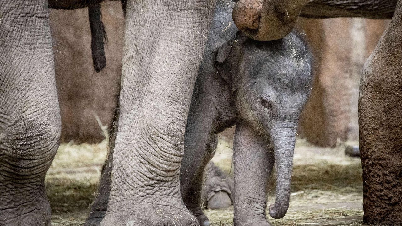 A baby elephant