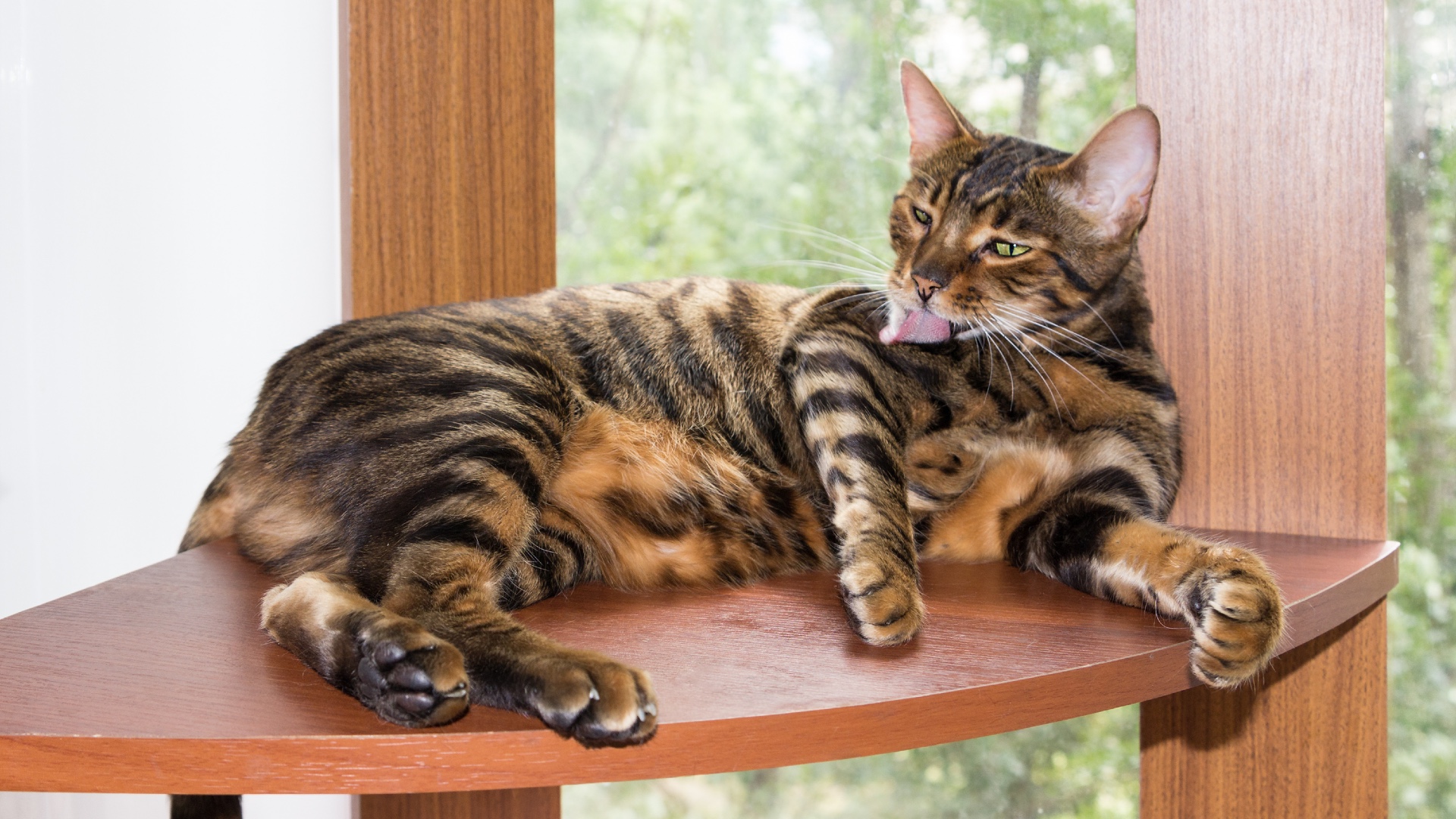 Toyger grooming themselves on wooden platform by window