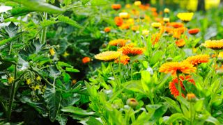 picture of calendulas companion planted by tomato plants