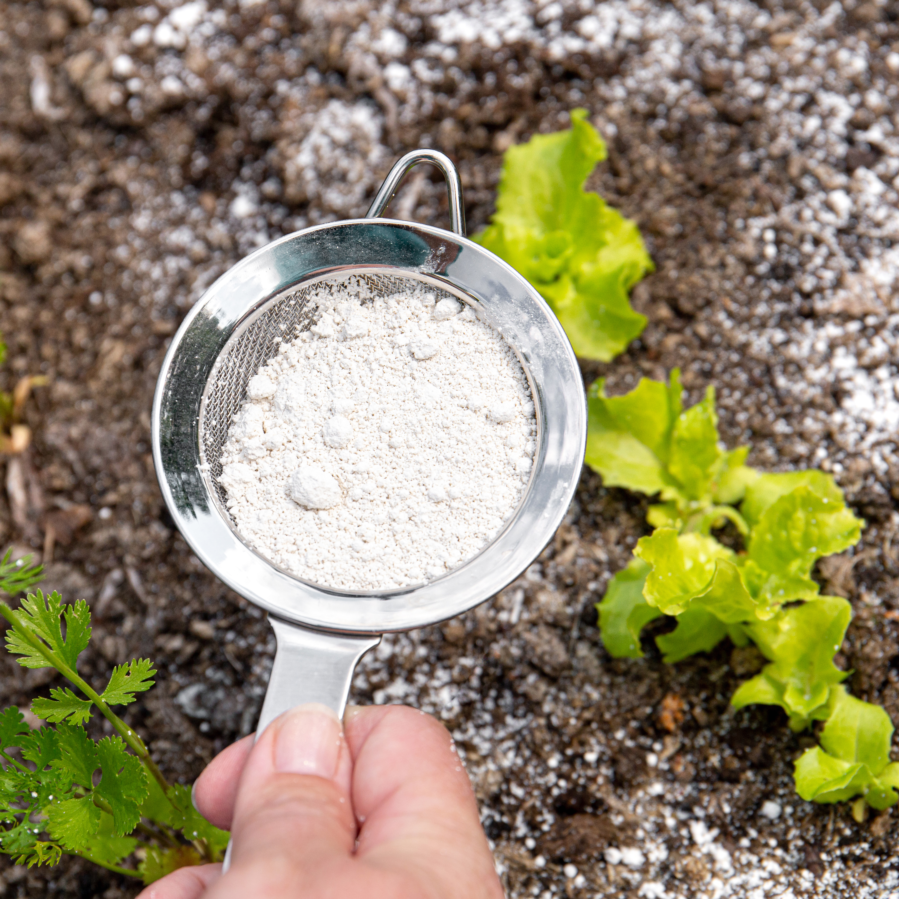 Gardener white sprinkle Diatomaceous earth( Kieselgur) powder for non-toxic organic insect repellent on salad in vegetable garden, dehydrating insects.