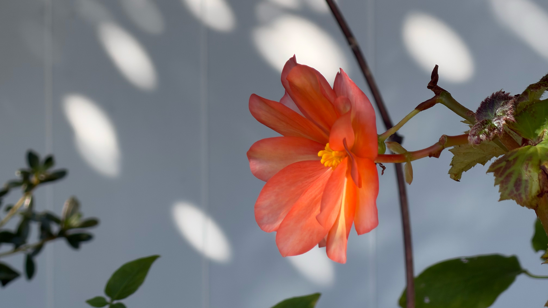 Apple iPhone 17 Pro REVIEW photo samples