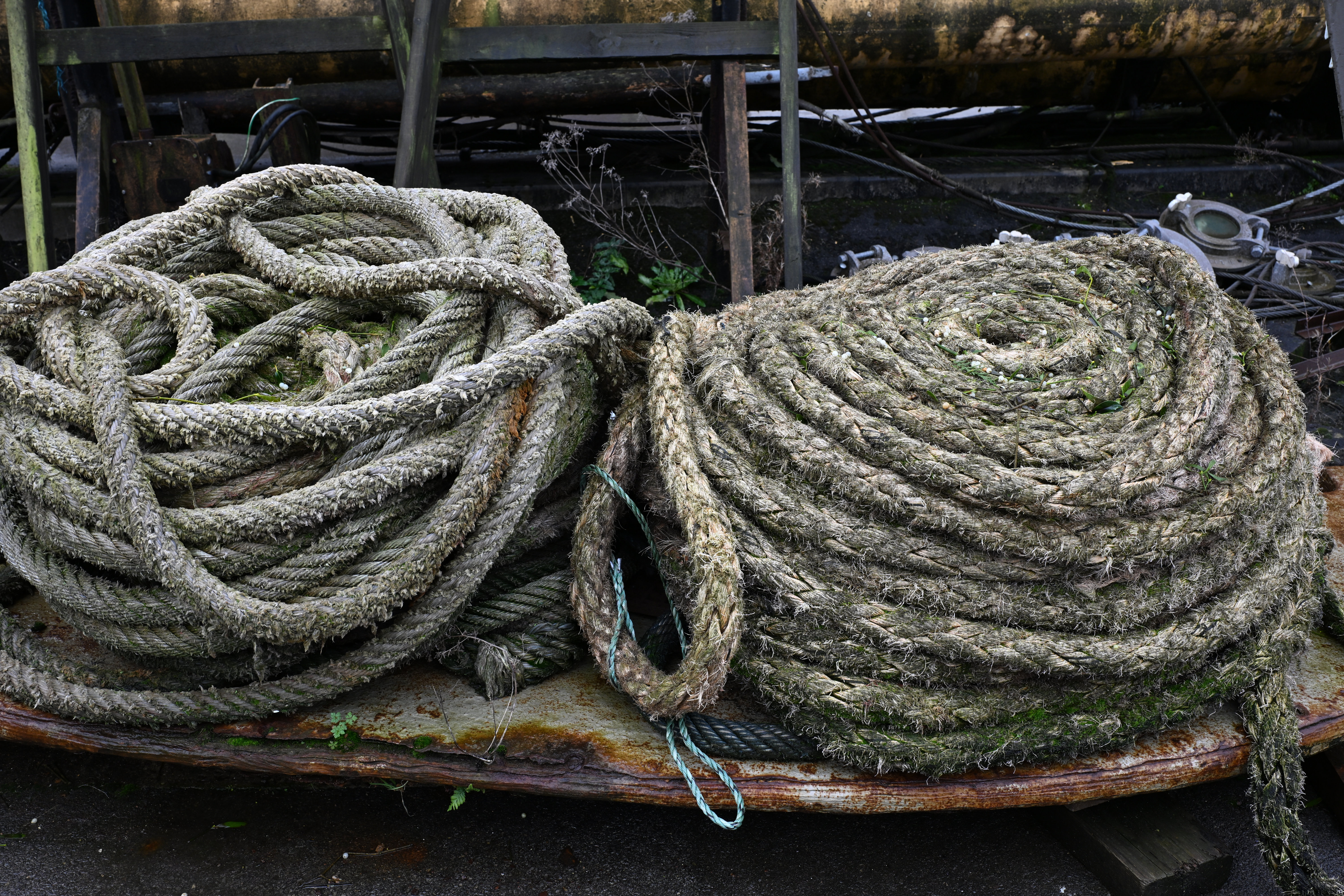 Meike 35mm f/1.8 Pro AF sample shot