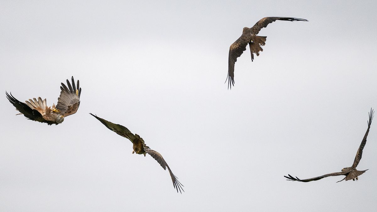 Kites at Hawk Conservancy Trust, Hampshire, against gray sky