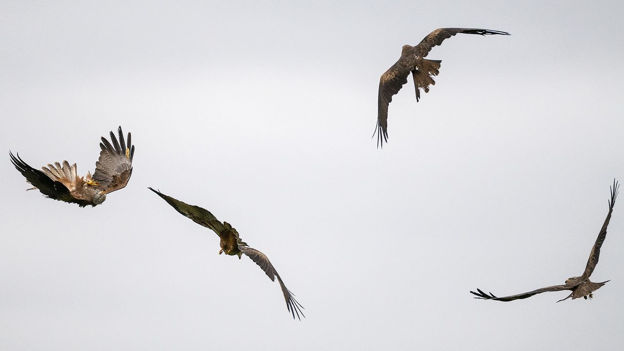 Kites at Hawk Conservancy Trust, Hampshire, against gray sky