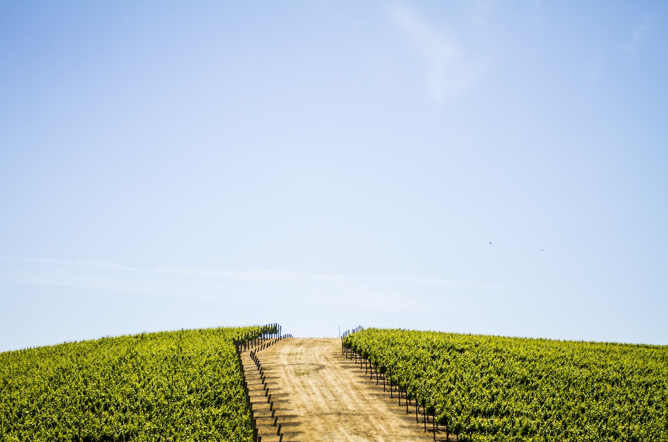 road through a high vineyard