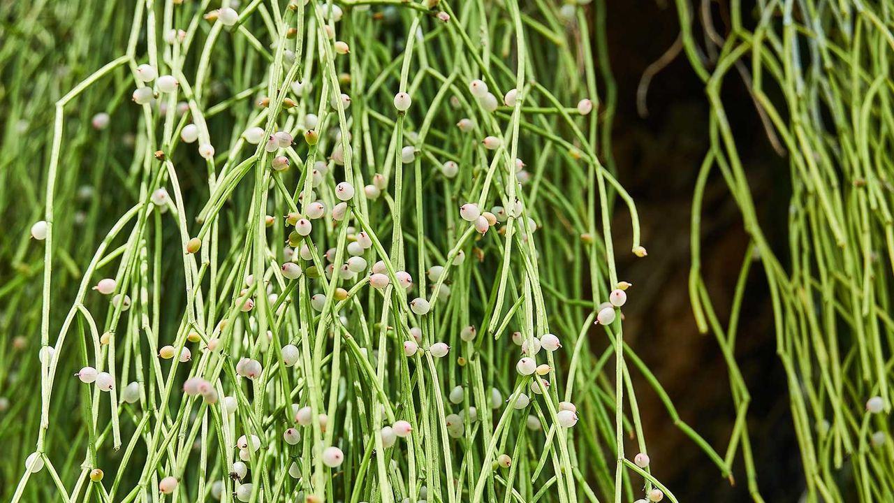 mistletoe cactus