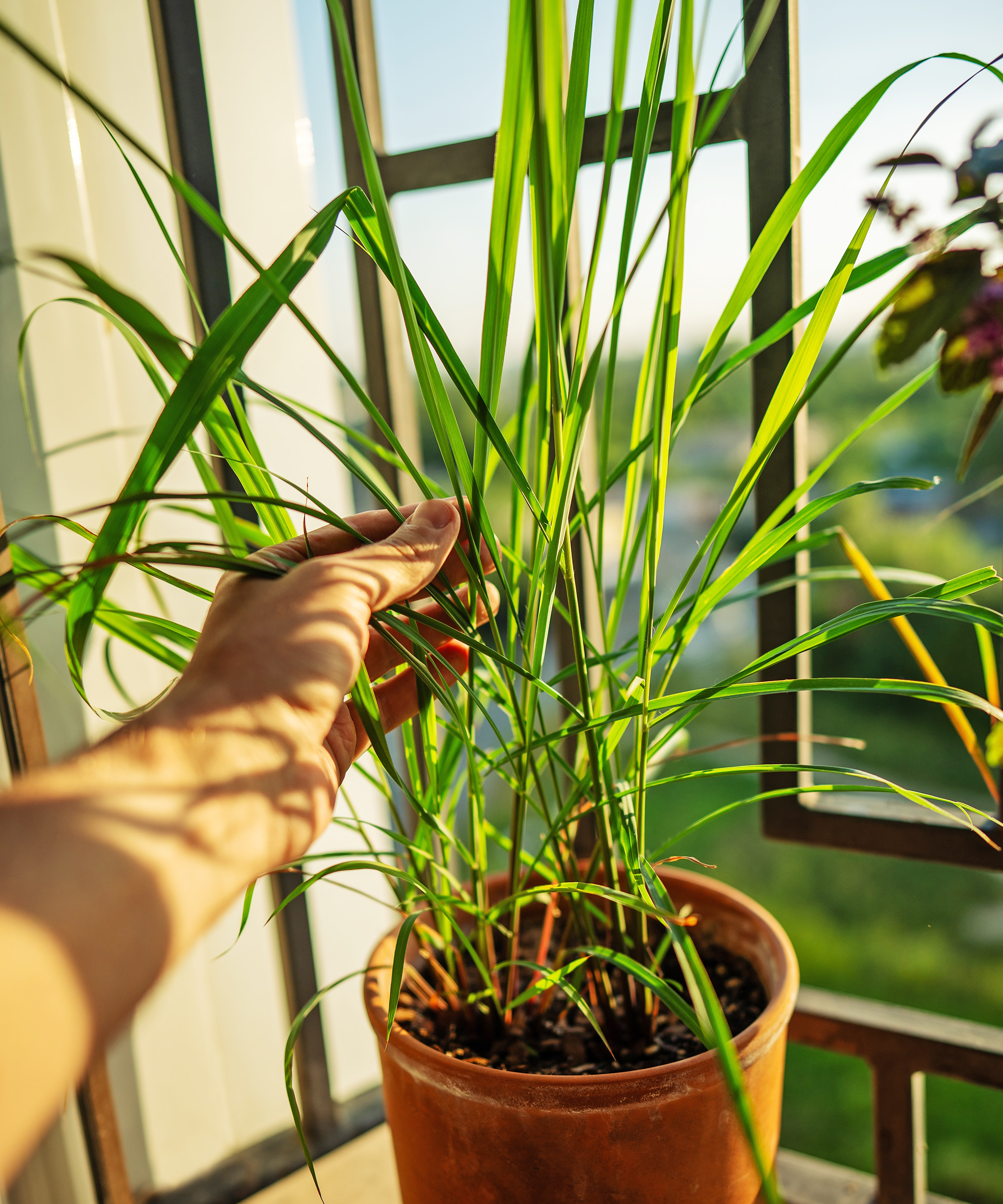 Gardener handles indoor potted lemongrass plant