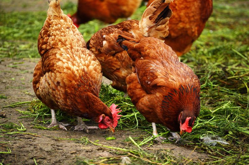 chickens walking together