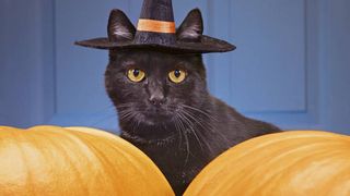 best Halloween costumes for cats