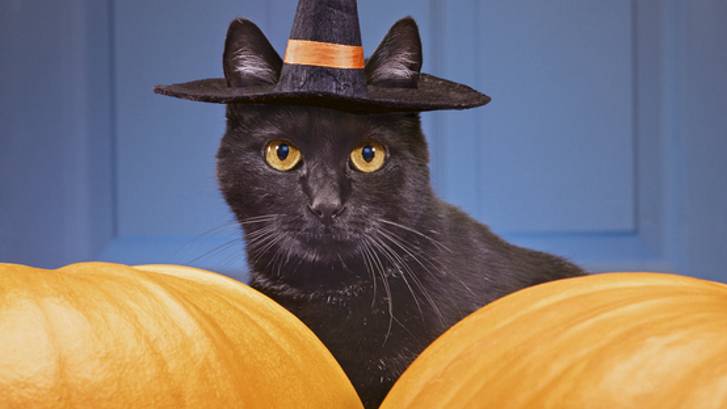 Best Halloween costumes for cats 2024: Spooktacular attire for your feline friend  PetsRadar