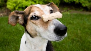 Dog balancing treat on nose on National Dog Biscuit Day