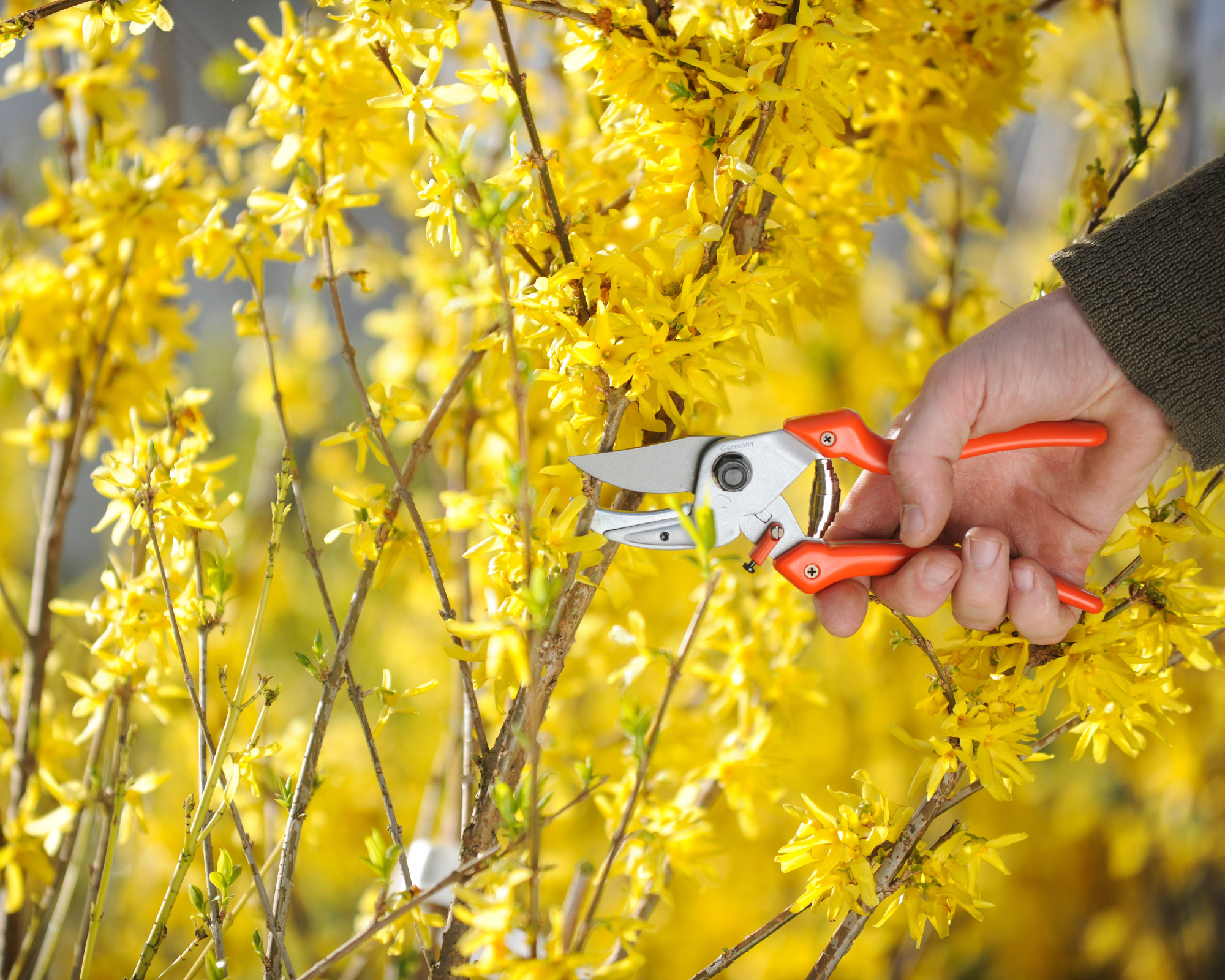 hand holding pruners up to forsythia bush