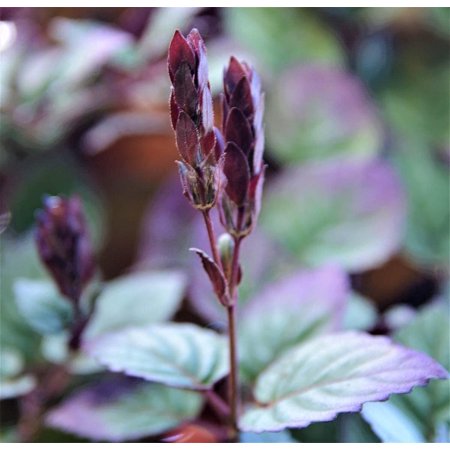 Purple Waffle Plant - Live Plant in a 4 Inch Pot - Hemigraphis Alternata - Rare and Elegant Indoor Houseplant