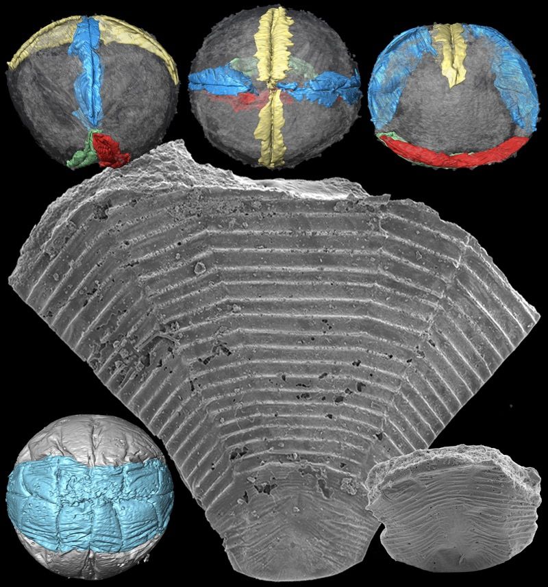 These images show Pseudooides, a fossil embryo smaller than a grain of sand. Long thought to represent the embryonic stage of an arthropod, this fossil is now revealed to be the first stage of development of an ancestor of today&#039;s jellyfish.